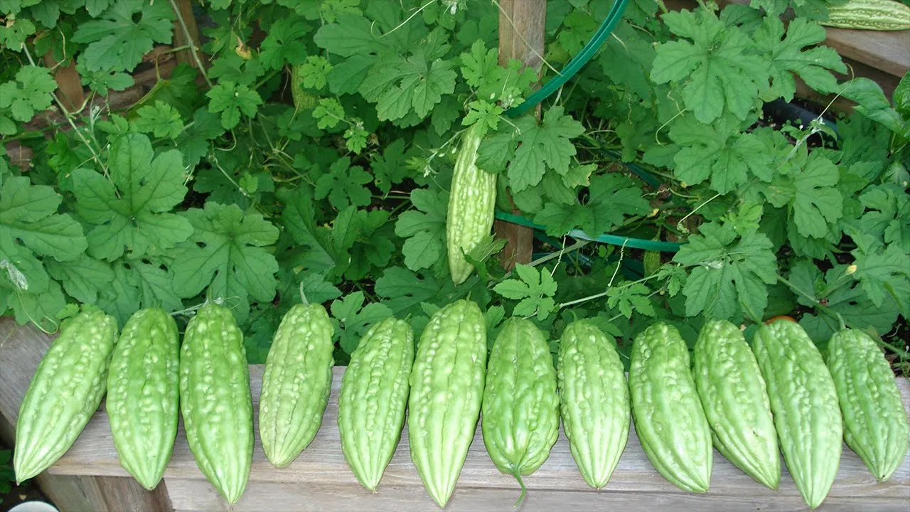 Cách trị rôm sảy cho bé Cách trị rôm sảy cho bé