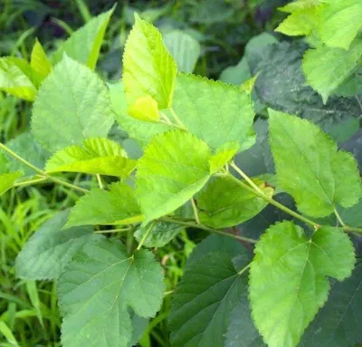 Cách trị rôm sảy cho bé Cách trị rôm sảy cho bé