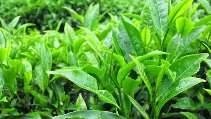 Cách trị rôm sảy cho bé Cách trị rôm sảy cho bé