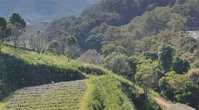 Cánh đồng Hoa oải hương bất tận tại F Cánh đồng hoa Đà Lạt Cánh đồng Hoa oải hương bất tận tại F Cánh đồng hoa Đà Lạt (Nguồn: Internet)