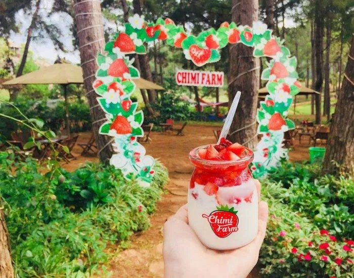 Vườn dâu Chimi farm. (Nguồn: Internet)