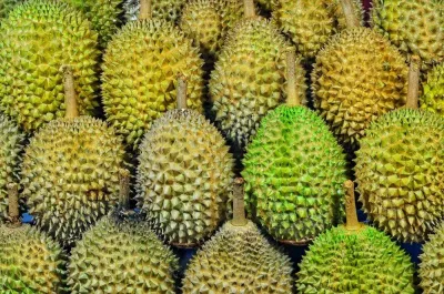 Màu sắc vỏ sầu riêng