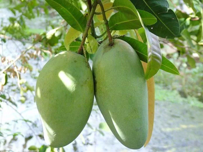 Mỗi năm cây đều đặn cho 2 vụ trái, nếu không cắt tỉa bớt thì mỗi trái nặng khoảng 200 – 300 gram