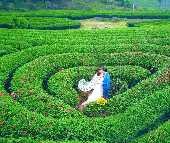 Đồi chè trái tim Mộc Châu.(Nguồn: Internet)