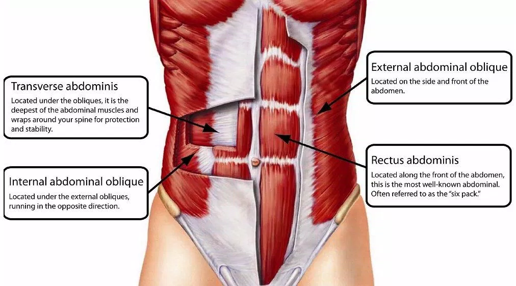 Phần cơ cốt lõi (core)