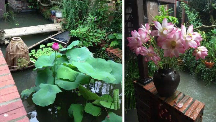 Quán cafe đẹp có ao sen, tường gạch và sập gụ, tủ chè...(Ảnh: Internet)