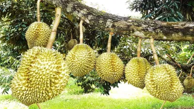 Sầu riêng trưởng thành