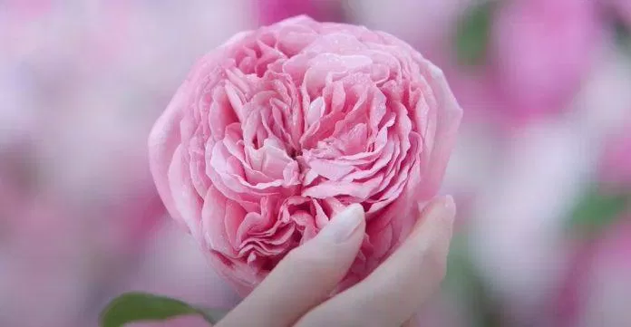 NIVEA Hokkaido Rose mang đến mùi hoa hồng nhẹ nhàng, dễ chịu. (Ảnh: Internet)