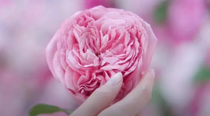 NIVEA Hokkaido Rose mang đến mùi hoa hồng nhẹ nhàng, dễ chịu. (Ảnh: Internet)