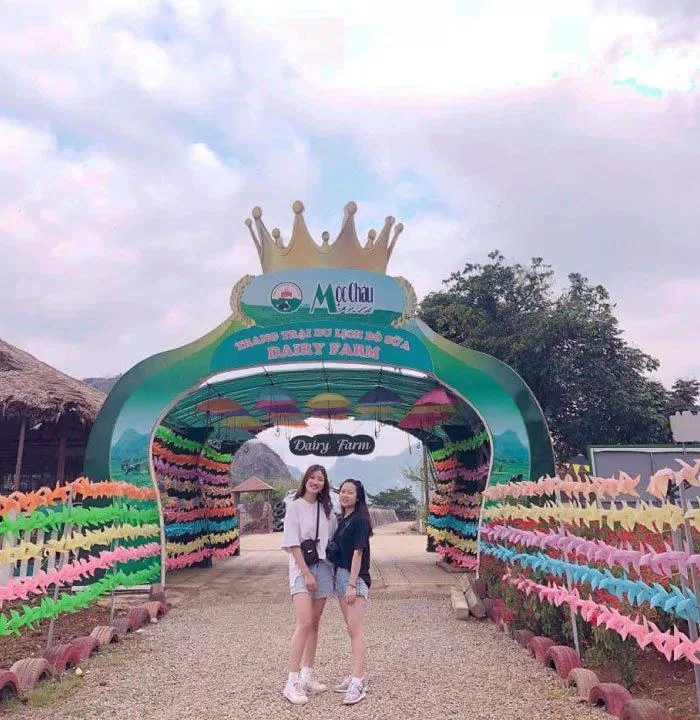 Trang trại bò sữa Dairy farm - Mộc Châu. (Nguồn: Internet)