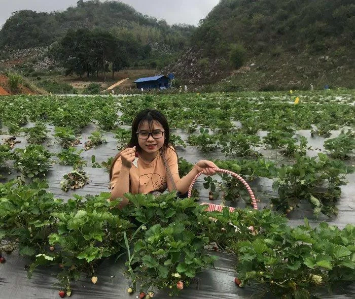 Hái dâu tại vườn Dâu Chimi Farm Mộc Châu. (Nguồn: BlogAnChoi)