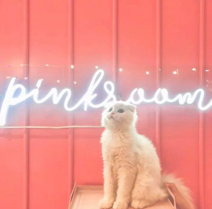 Quán còn có một chú mèo tên là Bông gòn rất thân thiện và dễ thương (Nguồn: Facebook Pinkroom)