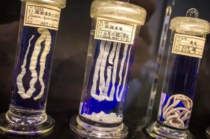 Bảo tàng Ký sinh trùng Meguro (Nguồn: Internet)