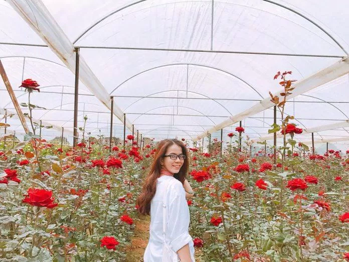Hoa hồng Vạn Thành xinh lung linh khi selfie (Nguồn: Internet)
