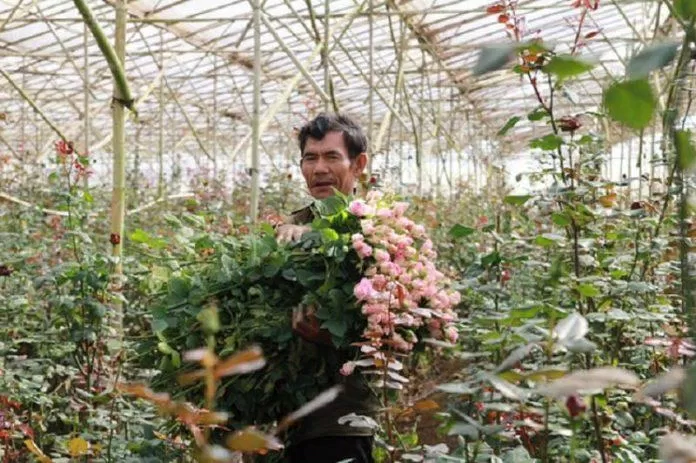 Người dân Vạn Thành đã lai giống hồng dại thuần chủng với các giống hồng nhập khẩu để tạo ra những loại hoa hồng đặc sắc (Nguồn: Internet)