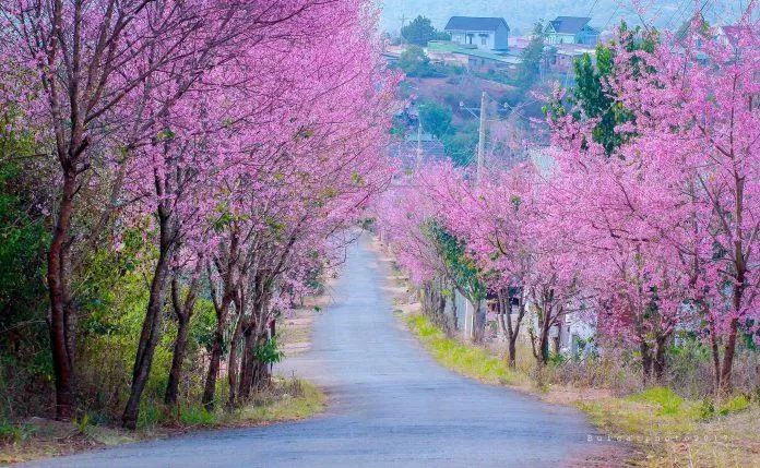 Con đường hoa anh đào tại Đà Lạt chưa bao giờ kém sắc so với Nhật Bản hay Hàn Quốc (Nguồn: Internet)