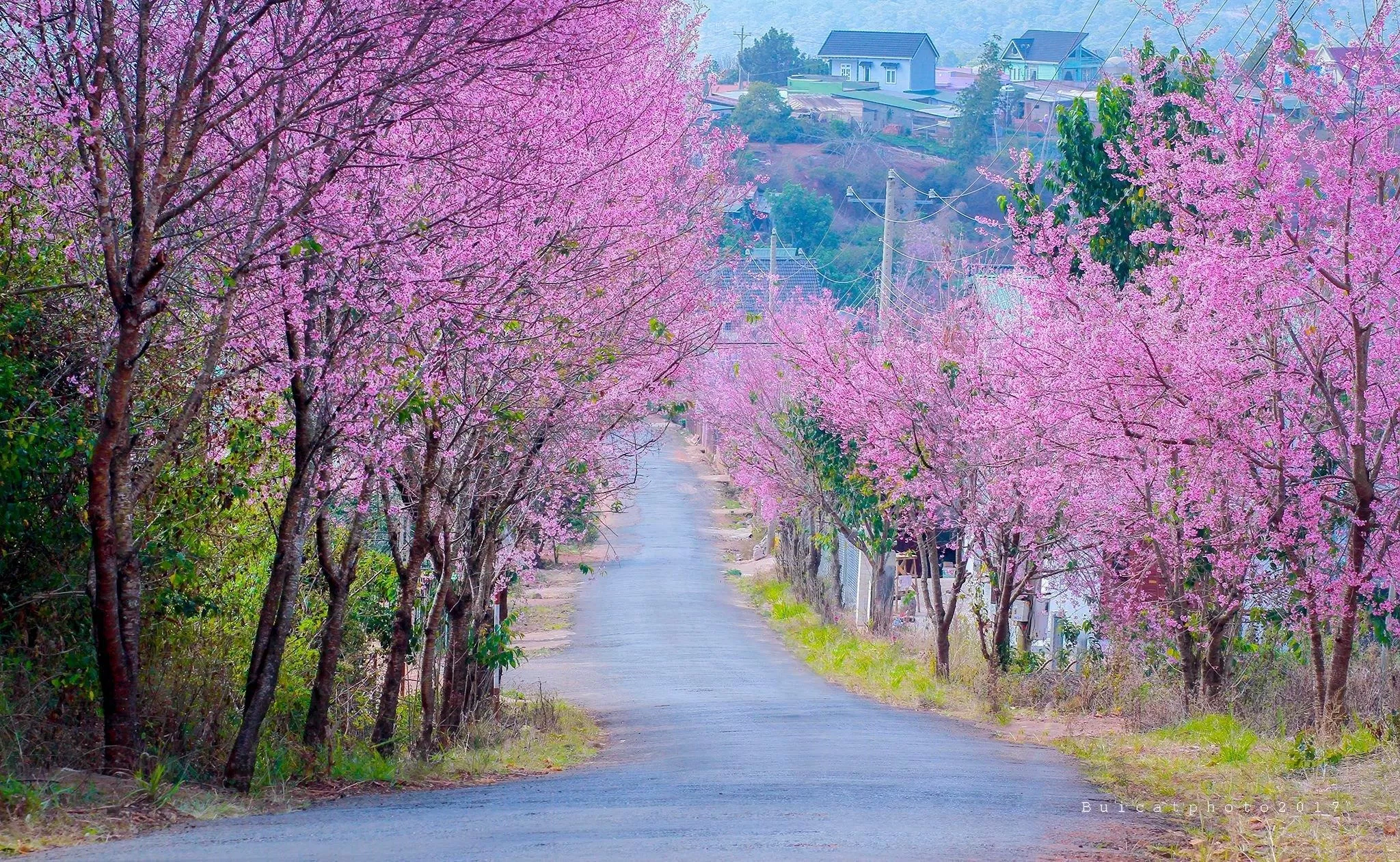 Con đường hoa anh đào tại Đà Lạt chưa bao giờ kém sắc so với Nhật Bản hay Hàn Quốc (Nguồn: Internet)