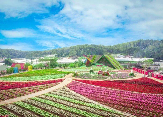 Vạn Thành là làng hoa lớn và lâu đời nhất Đà Lạt (Nguồn: Internet)