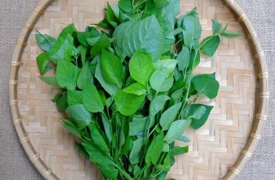 Rau ngón có những thành phần giúp điều trị yếu sinh lý ở nam Rau ngón có những thành phần giúp điều trị yếu sinh lý ở nam