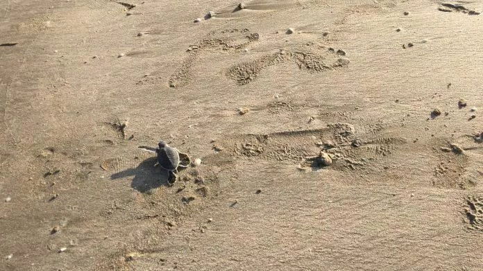 Rùa con được thả về biển sau khi được ấp tại Côn Đảo (Nguồn: @flyingmysky)