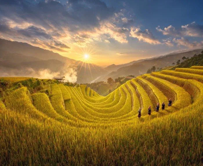 Ruộng bậc thang mùa lúa chín đẹp say đắm lòng người. (Nguồn: Internet)