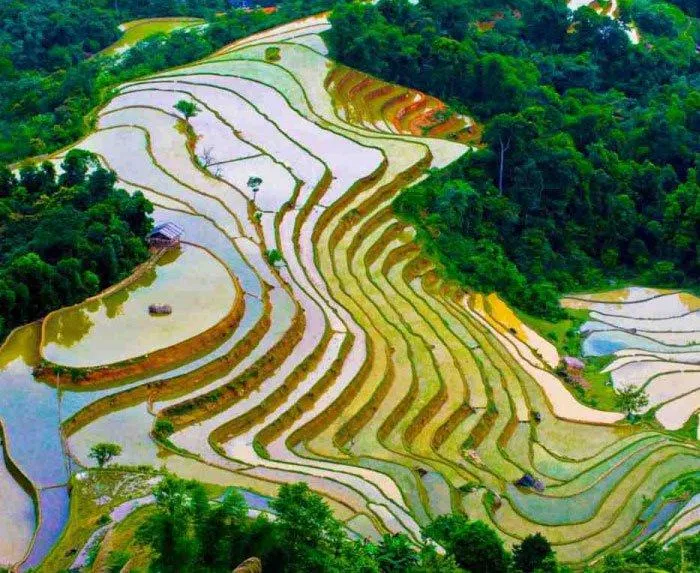 Ruộng bậc thang mùa nước đổ - Mù Cang Chải. (Nguồn: Internet)