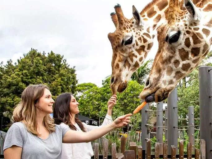 Sở thú Taronga ở Sydney Australia (Nguồn: Internet)