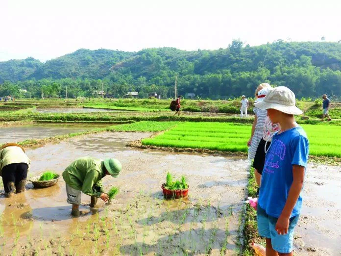 Bạn đã bao giờ thử cấy lúa như vậy chưa? (Nguồn: Sol Bungalows)