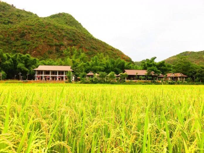 Khung cảnh yên bình được bao quanh bởi những cánh đồng lúa và núi rừng Tây Bắc (Nguồn: Sol Bungalows)