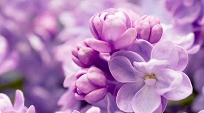 Tím lilac hay còn gọi là màu tím tử đinh hương. (Ảnh: Internet)