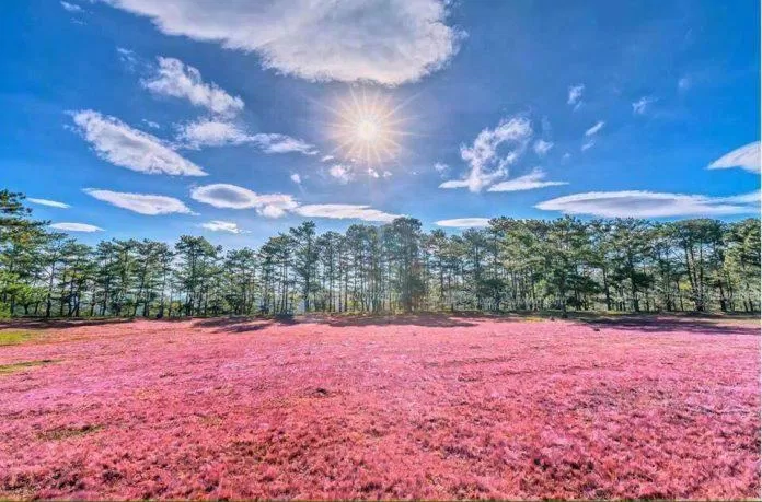 Đồi cỏ hồng - Địa điểm du lịch Đà Lạt mới lạ, thu hút du khách (Ảnh: Internet)