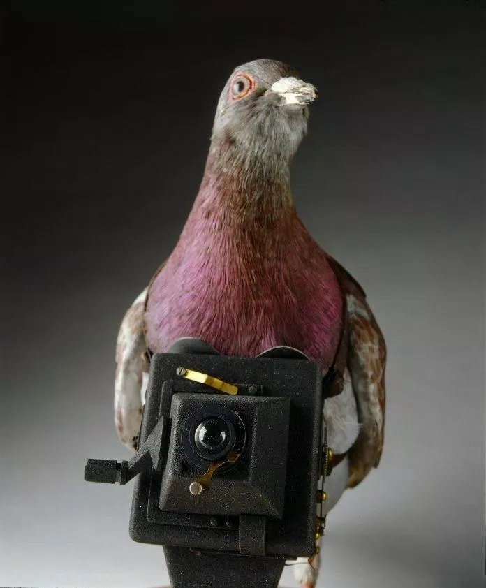 Bồ câu được trang bị camera thời chiến.