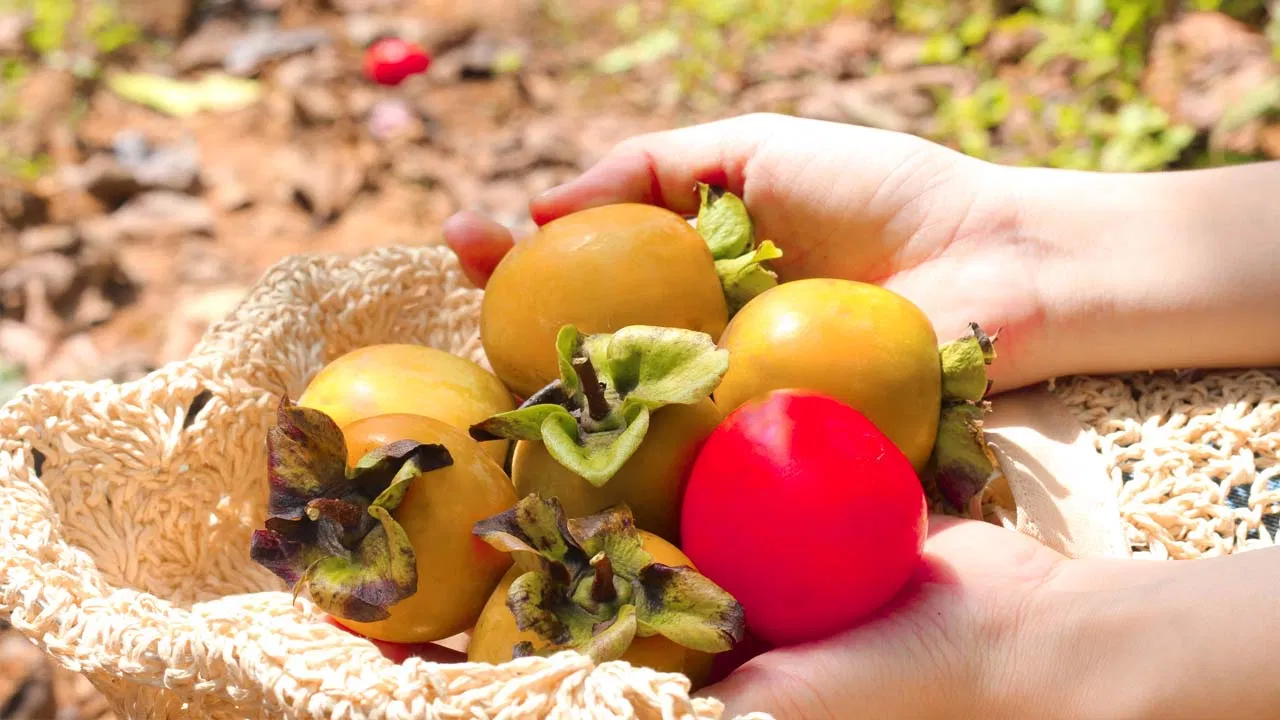 Hồng giòn là đặc sản nên mua về làm quà khi đi du lịch Đà Lạt (Ảnh:Internet) Hồng giòn là đặc sản nên mua về làm quà khi đi du lịch Đà Lạt (Ảnh:Internet)