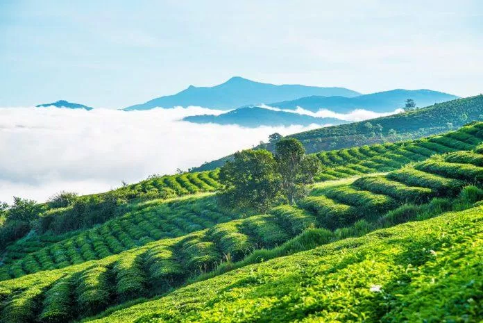 Đồi chè Cầu Đất vào sáng sớm (Ảnh: Internet) Đồi chè Cầu Đất vào sáng sớm (Ảnh: Internet)