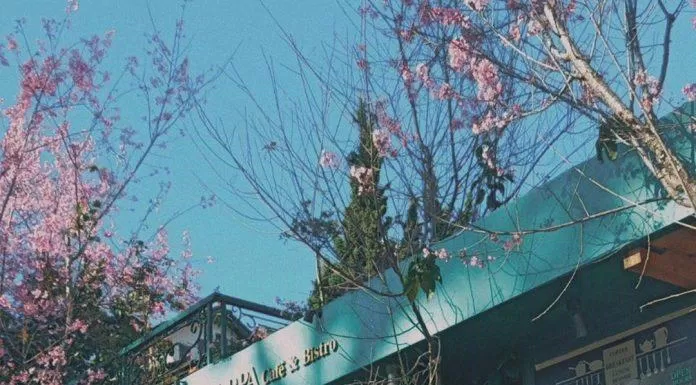 La MAPPA Café & Bistro vào mùa hoa đào nở (Ảnh: Instagram phuong.ttq_).