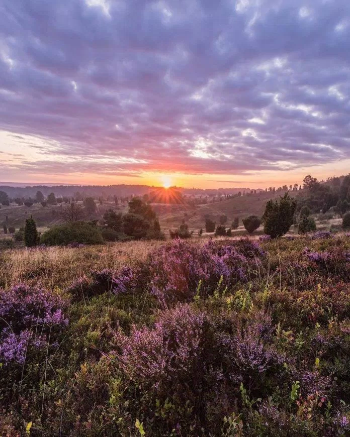 Lüneburg Heath