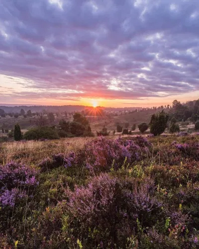 Lüneburg Heath