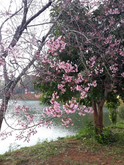 Hoa mai anh đào nở rộ bên bờ hồ (Nguồn: BlogAnChoi)