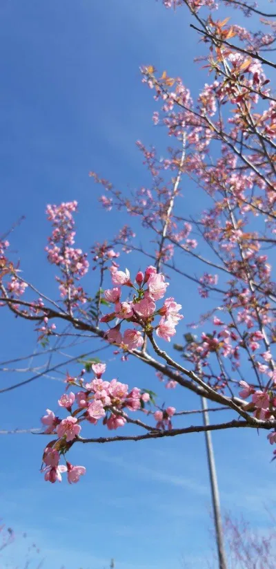 Mai anh đào khoe sắc (Nguồn: BlogAnChoi)