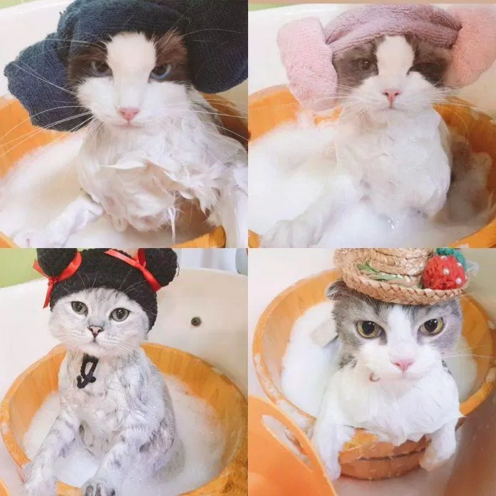 4 bé mèo ở Hàn Quốc của Lisa hiện tại (Ảnh: Internet)
