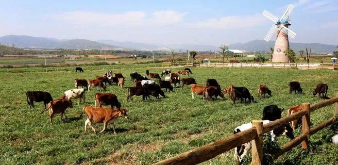 Nông trại nuôi bò lấy sữa tự nhiên tại Dalat Milk Farm (Ảnh: Internet)