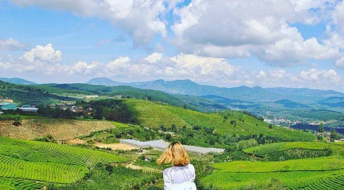 Thả hồn giữa đồi chè Cầu Đất xanh ngút ngàn (Ảnh: Internet) Thả hồn giữa đồi chè Cầu Đất xanh ngút ngàn (Ảnh: Internet)
