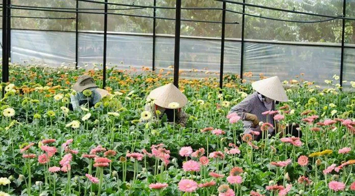 Nông dân chăm sóc hoa tại Làng Hoa Vạn Thành (Ảnh: Internet)