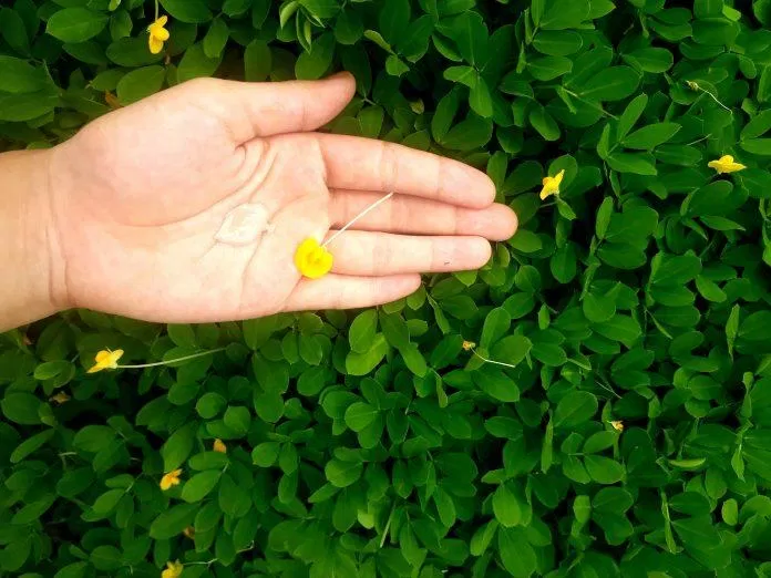 Kết cấu chất kem đặc, màu nâu ca cao, hương thơm dịu nhẹ (ảnh: BlogAnChoi).