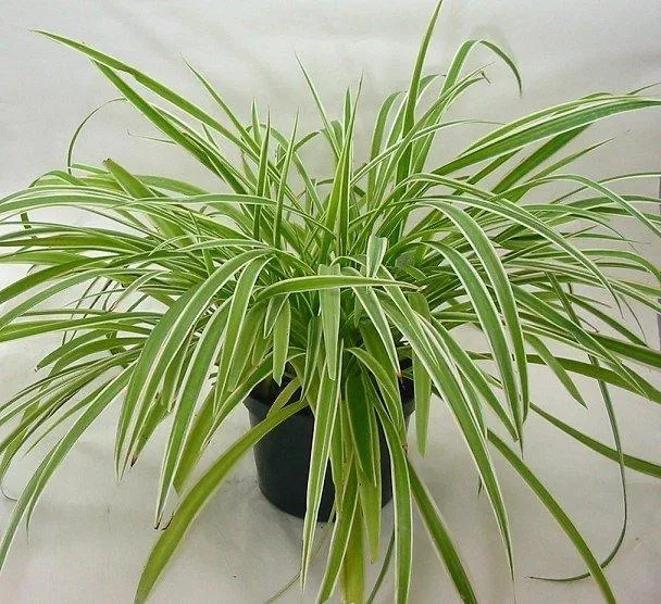 Cây nhền nhện tránh ô nhiễm không khí (Ảnh: Internet)