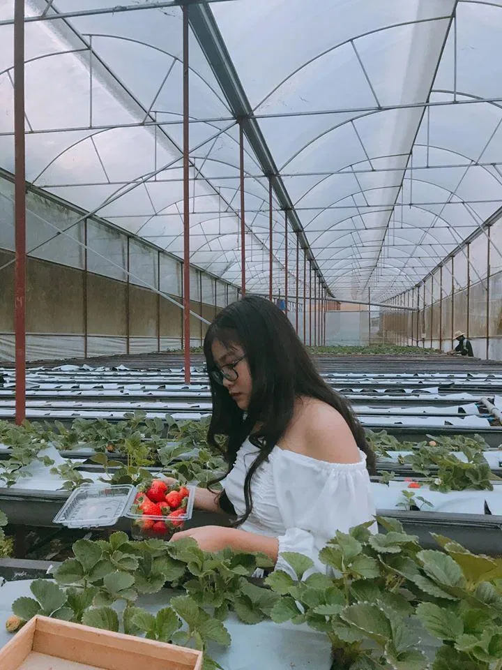 Vườn dâu kế nhà Tin rất xịn xò (Nguồn: Facebook Nhà Tin)