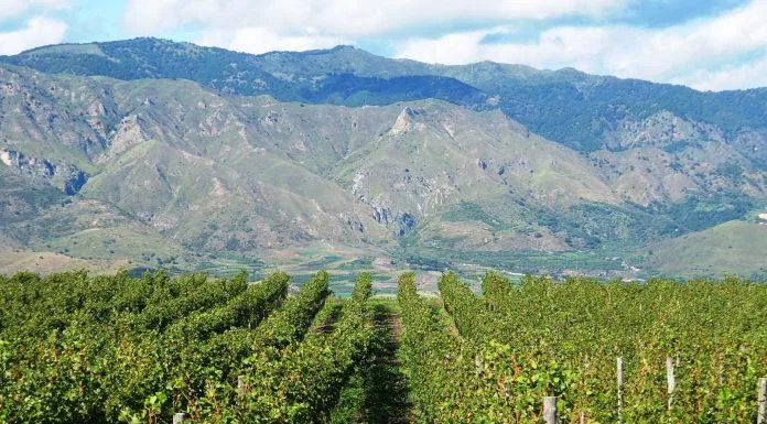 Cánh đồng nho ở Sicily (Ảnh: Internet)