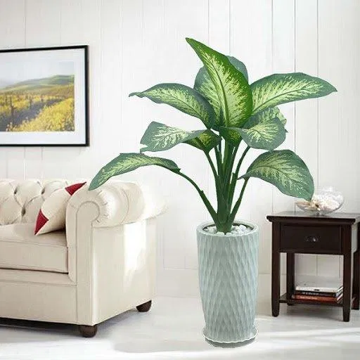 Vạn niên thanh hút chất độc từ thiết bị điện tử (Ảnh: Internet)