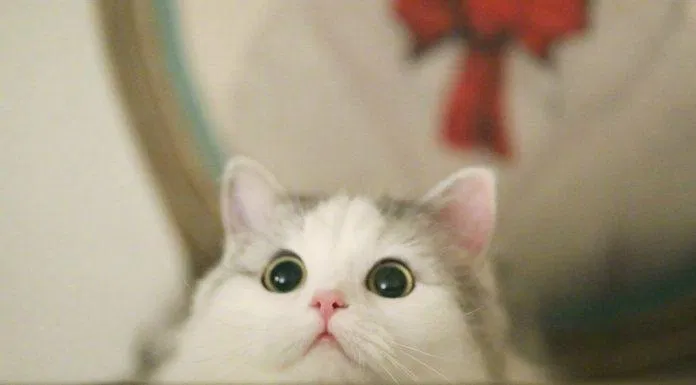 Ảnh bìa động vật siêu cute. (Nguồn: Internet)