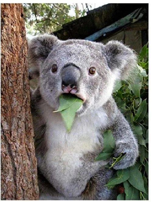 Ảnh động vật siêu hài hước. Nguồn: Internet